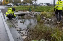 Dagvatten som leds genom en planterad reningsbädd i en svensk stadsmiljö