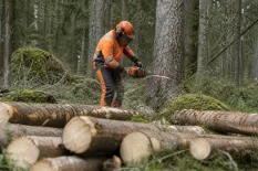 Skogsarbetare med skyddsutrustning som planerar trädfällning i barrskog
